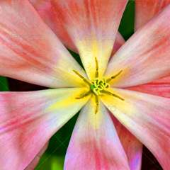 在线短信电话轰炸机